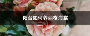 阳台如何养丽格海棠，需要注意什么