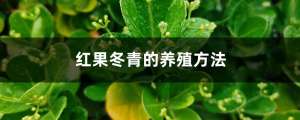 红果冬青的养殖方法