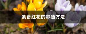 紫番红花的养殖方法和注意事项