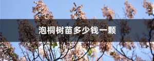 泡桐树苗多少钱一颗