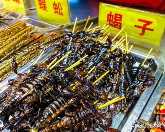 养殖业什么最赚钱农村项目，这6个养殖项目，想农村创业的可以试试