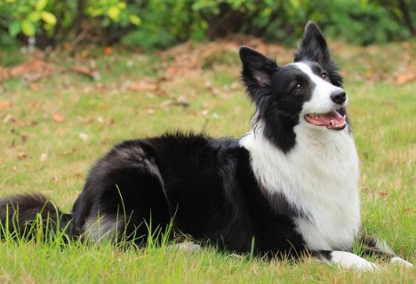 牧羊犬好养吗?牧羊犬吃什么?