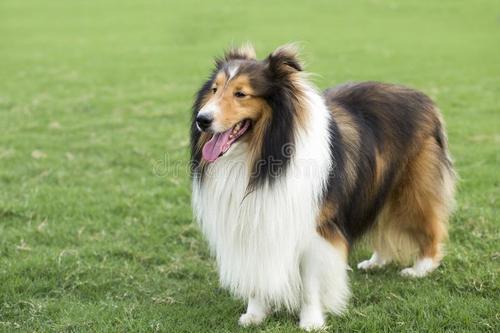 牧羊犬价格多少钱一只?牧羊犬养殖前景如何?