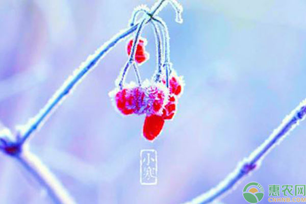 小寒节气有哪些活动运动？应该吃什么？